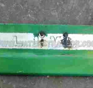 Oliver White Mpl Mol Panel, RH